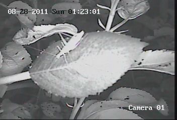 A tree cricket
